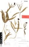 Fritillaria sporadum holotype